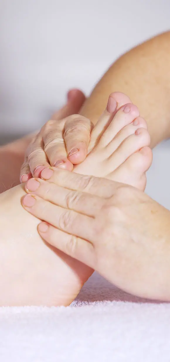 Anatomy of the Foot and Heel